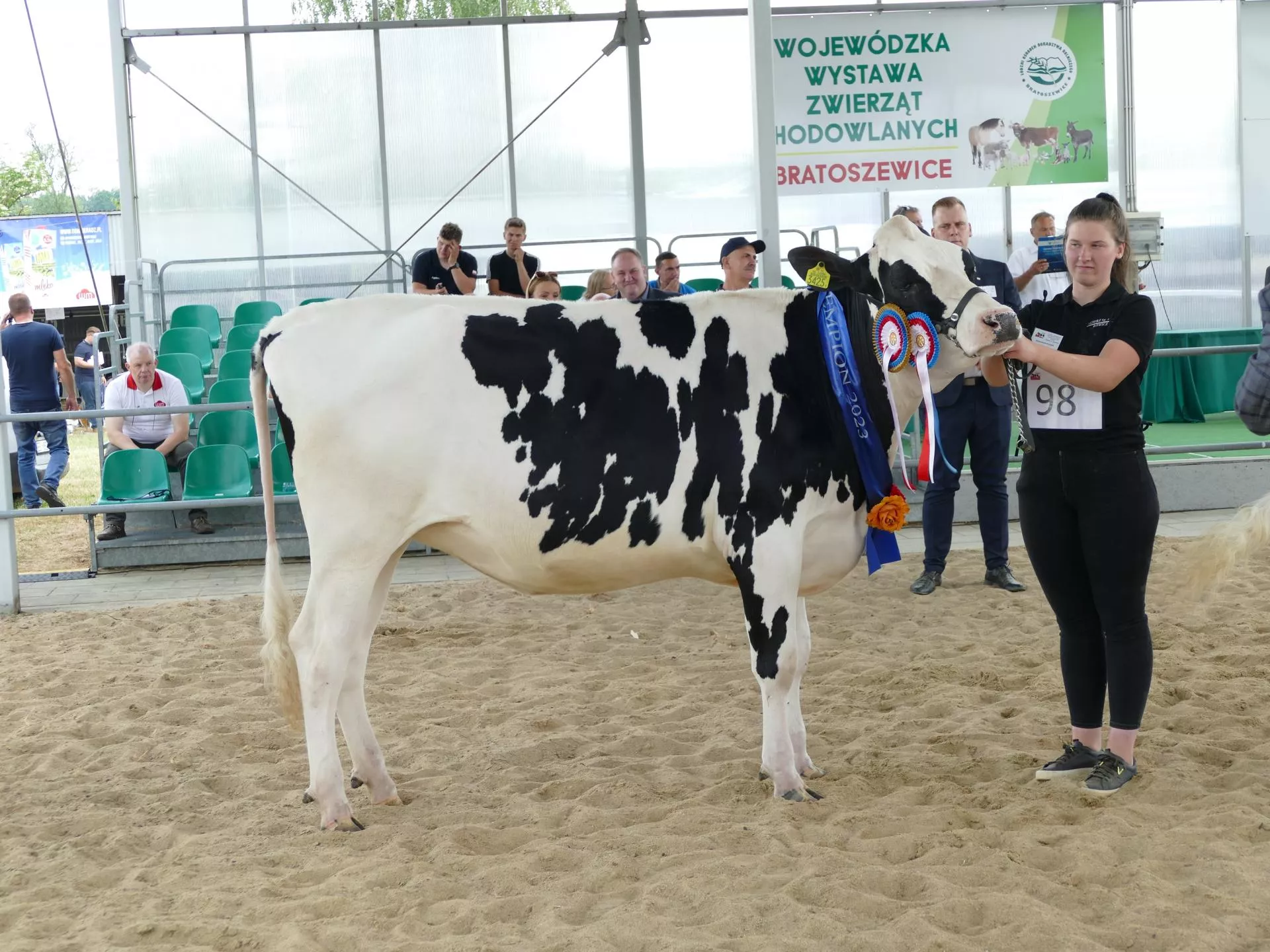 TOP 24 krów i jałowic na Wojewódzkiej Wystawy Zwierząt Hodowlanych w Bratoszewicach [ZDJĘCIA]