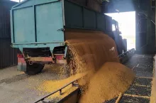 Umowa kontraktacji a susza. Kiedy rolnik uniknie kar umownych?
