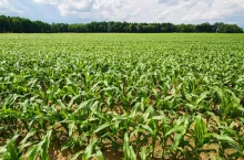 Corn field in the middle of a day before storm and rain