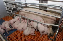 Poprzez zrównoważenie mikrobioty układu pokarmowego loch możemy wpływać na lepszą produkcję mleka, profil mikroorganizmów u prosiąt i ich masę odsadzeniową