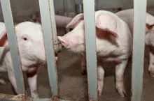 Young pig drinking water