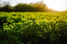 Green field of lucerne (Medicago sativa). Field of fresh grass growing. Ecology concept.
