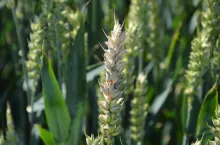 fuzarioza kłosów, fusarium, choroby grzybowe