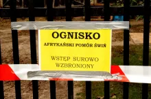 Nowe ognisko ASF w gospodarstwie pod Parczewem. 1700 świń do wybicia