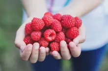 Kryzys na rynku owoców miękkich