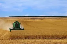 Ukraińscy rolnicy rozpoczęli już żniwa! Ile zboża trafi na eksport?
