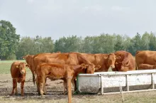 Niskie ceny mleka i susza mogą obniżyć ceny bydła