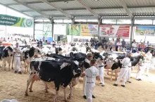 Największa – bo licząca 18 sztuk – stawka prezentowana była w grupie krów w III i dalszych laktacjach
