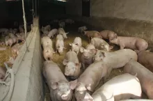 Niezależnie od tego, w jakiej wielkości gospodarstwie wystąpi ASF, największe skutki odczują i tak duże chlewnie