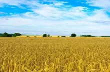 Ukraińska plantacja pszenicy