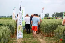 ”Siekiera na miotłę”. Nowe pestycydy od Innvigo do ochrony zbóż jesienią