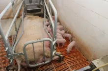 U prosiąt zdolność wchłaniania gotowych przeciw­ciał z siary obniża się już po 6 godzinach od porodu, a praktycznie kończy się po 24 godzinach. Dlatego należy zadbać, by wszystkie prosięta miały możliwość pobrania dostatecznej ilości siary.