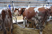 Jeśli poziom oksytocyny jest zbyt niski lub jeśli aparat udojowy jest uruchamiany zbyt szybko, istnieje ryzyko, że na początku dojone będzie tylko mleko z zatoki wymienia, a następnie przepływ mleka zostanie zatrzymany.