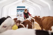 Front view of woman worker or manager stroking calves on diary farm, agriculture industry.
