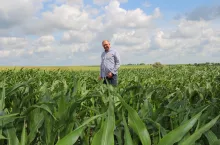 Waldemar Szłapak na plantacji kukurydzy pod koniec czerwca