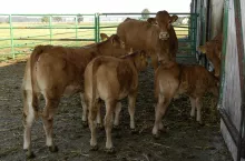 Byki i jałówki tańsze nawet o 80 gr/kg. Jakie są aktualne ceny bydła w Polsce?