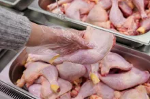 Ptasia grypa u kotów