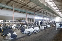 Szacuje się, że z powodu stresu cieplnego, każdego upalnego dnia krowy tracą w Polsce 3 litry mleka