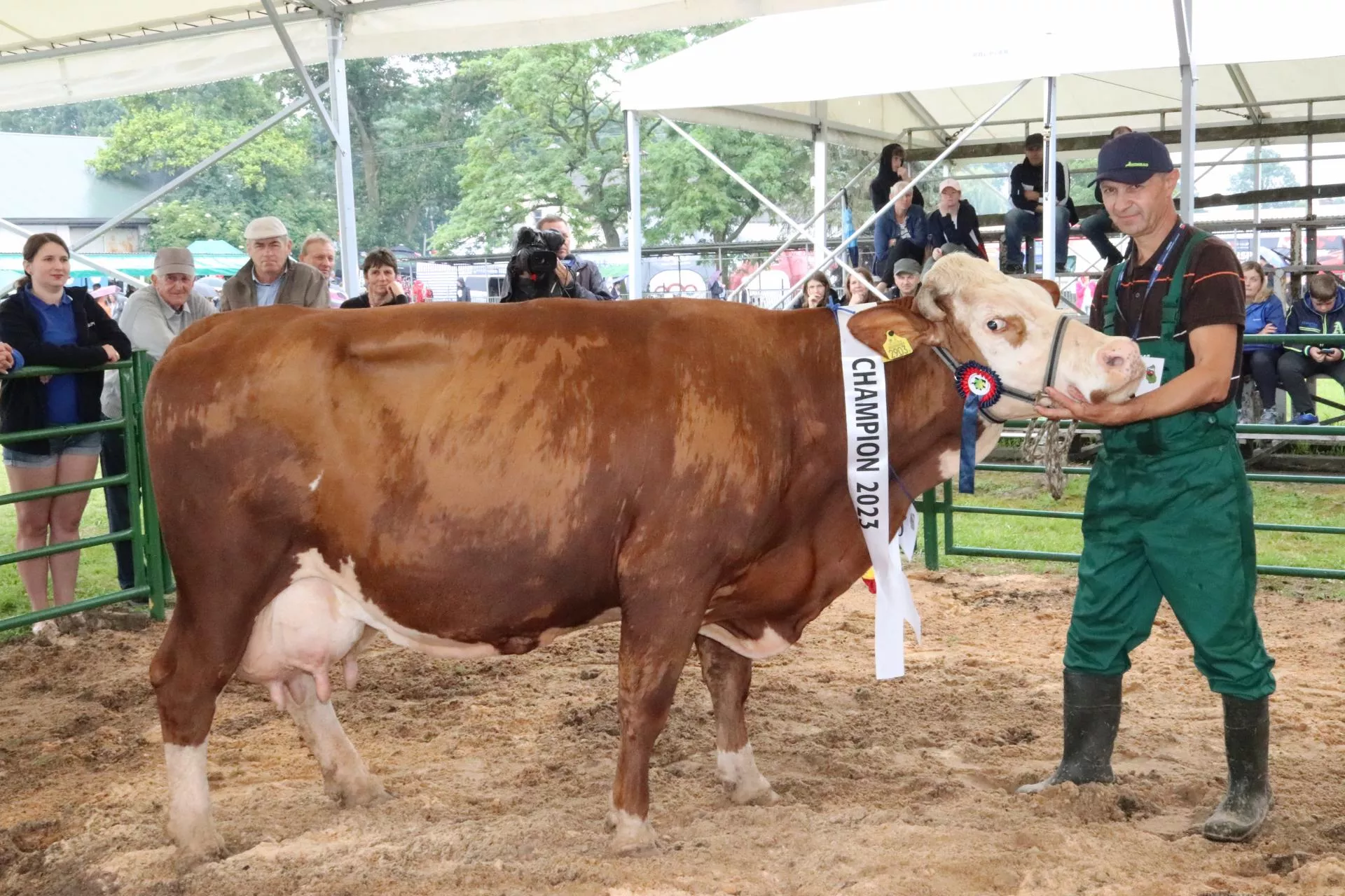 Aż 50 krów i jałowic na wystawie bydła mlecznego w Sitnie [FOTO]