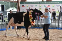 Superczempion w kategorii krów, Gryka 32 z OHZ Osięciny