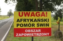 Wirus afrykańskiego pomoru świń wykazuje długą przeżywalność w środowisku