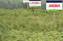 Jęczmień ozimy – Lista Odmian Zalecanych na sezon 2023/24