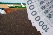 Ceny rzepaku: ile skupy płacą na początku żniw 2023?