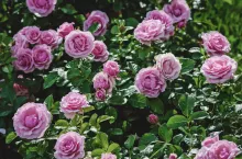 &lt;p&gt;Jak założyć rosarium w ogrodzie?&lt;/p&gt;