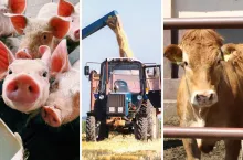 ceny bydła spadają ceny świń rosną ceny jęczmienia lecą