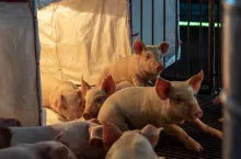 Young pigs in hog farms, Pig industry