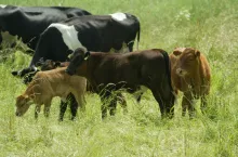Bardzo dobrą przydatność do krzyżowania towarowego wykazuje rasa limousine. Jej potomstwo osiąga dobre przyrosty, bardzo dobre umięśnienie, małe otłuszczenie, doskonałą jakość mięsa, wysoki jego udział w tuszy. Podobnymi zaletami tuszy wyróżniają się mieszańce z rasą piemontese.