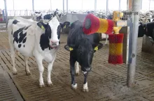 – Wyniki przeprowadzonego sondażu wśród hodowców bydła pokazują, że obraliśmy bardzo dobry kierunek w produkcji mleka. Mamy świadomych, odpowiedzialnych, szukających nowych i najlepszych dla swoich gospodarstw rozwiązań, ludzi prowadzących gospodarstwa z pasją i pełnym zaangażowaniem. – przyznaje specjalistka ds. żywienia zwierząt w Corteva