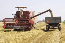 Ceny zbóż w skupach spadają. Jęczmień tańszy nawet o 100 zł/t!