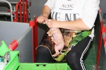 Skracanie kiełków u prosiąt ma zapobiegać urazom sutków u loch i pyska u prosiąt, ale pomaga w tym też wzbogacanie środowiska oraz swobodne utrzymywanie macior