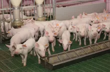 Średniołańcuchowe kwasy tłuszczowe oraz monoglicerydy stanowią źródło energii, a ponadto należą do substancji prozdrowotnych, dlatego sprawdzają się w paszach dla prosiąt odsadzonych