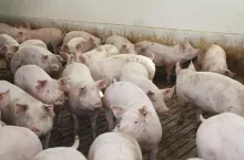 Ceny tuczników w Polsce w tydzień spadły o 1 zł! Czy wrócą wyższe ceny świń?