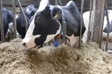 Na poziom mocznika w mleku oprócz składu i bilansu dawki pokarmowej wpływa także pora roku – w lecie mocznika jest więcej niż zimą