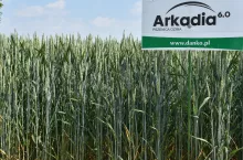 Ostroga i Arkadia to dwie z odmian o najwyższej zimotrwałości (na poziome 6 w skali 9-stopniowej) obecnie wpisanych do krajowego rejestru