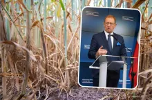 Pomoc suszowa: Jak będą szacowane szkody, jeśli rolnik już zebrał zboże?
