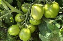 Pomidor gruntowy do przetwórstwa