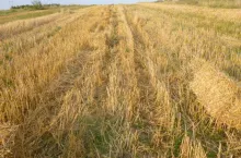 ściernisko