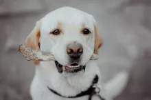 Playful puppy. A cute little puppy playing with a toy bone