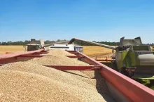 Eksperci przewidują, że cena pszenicy spadnie aż o 46%. Do jakiego poziomu?