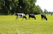 Ceny mleka spadły, a koszty produkcji zostały na wysokim poziomie
