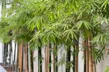&lt;p&gt;Bambus może spowodować ogromne szkody! Czemu nie należy sadzić go w ogrodzie?&lt;/p&gt;