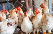 Rzekomy pomór drobiu