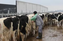 Jałówki poddawane pierwszej inseminacji są jeszcze do niej nie przyzwyczajone i zestresowane, dlatego powinny być dobrze unieruchomione i czuć się komfortowo