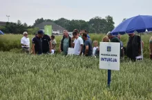 Intuicja do krajowego rejestru odmian została wpisana wraz z odmianami HR Strzelce Turbo i Elektra w lutym 2022 r.