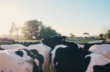 Jeżeli obecnie polskie czy też unijne urzędy popełnią ten sam błąd, co w przypadku rynku zbóż, to już w przyszłym roku będziemy mieli do czynienia z totalną katastrofą wśród producentów mleka. Branża regularnie sygnalizuje spadające przychody oraz nieustannie rosnące koszty.