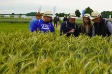 Wybór odmian pszenżyta ozimego jest duży, a Krajowy rejestr odmian ciągle się odmładza. W Polsce zarejestrowanych jest obecnie 51 odmian (tradycyjne, krótkosłome i jedna bezostna). Plantatorzy tego gatunku najlepszą okazję do zapoznania się w jednym miejscu z prawie całą ofertą odmianową mają zawsze na Dniach Pola organizowanych przez DANKO Hodowla Roślin i Hodowlę Roślin Strzelce Grupa IHAR